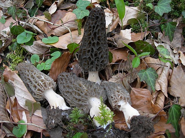 Il Tempo delle Morchelle